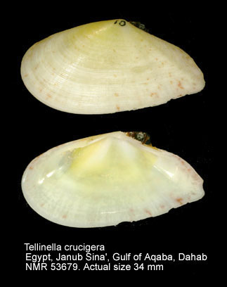 Tellinella crucigera.jpg - Tellinella crucigera(Lamarck,1818)